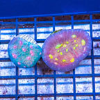 LiveAquaria® Two Pack Cultured Ultra Chalice Coral (click for more detail)