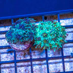 LiveAquaria® Two Pack Cultured Galaxea Coral (click for more detail)