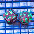 LiveAquaria® Two Pack Cultured Favia Coral (click for more detail)