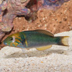Goldbar Wrasse [Blemish] (click for more detail)