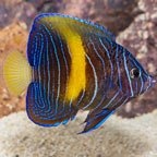 Maculosus Angelfish (click for more detail)