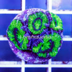 USA Cultured Acan Lord Coral (click for more detail)