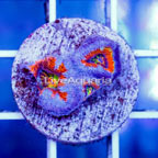USA Cultured Rainbow Acan Lord Coral (click for more detail)