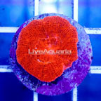 USA Cultured Bowerbanki Coral (click for more detail)