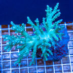 Sinularia Leather Coral Indonesia (click for more detail)