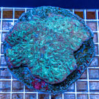 Goniastrea Brain Coral Indonesia (click for more detail)
