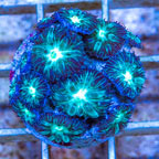 LiveAquaria® Cultured Blastomussa Merletti Coral (click for more detail)