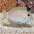 Epaulette Surgeonfish (click for more detail)