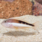 Freckled Hawkfish (click for more detail)