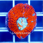 USA Cultured Acan Bowerbanki Coral (click for more detail)