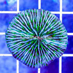 Short Tentacle Plate Coral Indonesia (click for more detail)