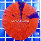 Scolymia Coral Australia (click for more detail)