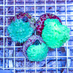 LiveAquaria® Three Pack Cultured Green Cabbage Leather Coral (click for more detail)