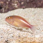 Arc-Eye Hawkfish (click for more detail)
