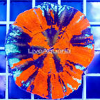 Scolymia Coral Australia (click for more detail)