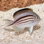 Lamarck Angelfish (click for more detail)