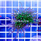 USA Cultured Torch Coral (click for more detail)