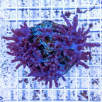 Tree Coral Indonesia (click for more detail)