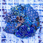 Zoanthus Coral Indonesia (click for more detail)