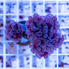 LiveAquaria® Cultured Ultra Hammer Coral (click for more detail)