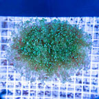 Frogspawn Coral Indonesia (click for more detail)