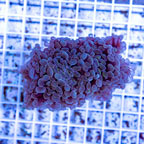 LiveAquaria® Cultured Hammer Coral (click for more detail)