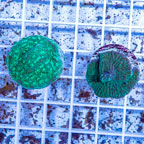 LiveAquaria® Two Pack Cultured Montipora and Green Leptoseris Coral (click for more detail)