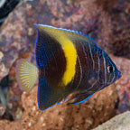 Maculosus Angelfish (click for more detail)