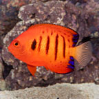 Flame Angelfish (click for more detail)