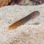 Bicolor Blenny (click for more detail)