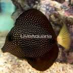 Gem Tang  (click for more detail)