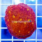 USA Cultured Chalice Coral (click for more detail)