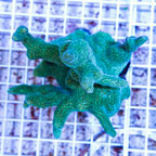 Green Porites Coral Fiji (click for more detail)