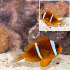 Two Banded Clownfish (click for more detail)