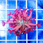 USA Cultured Goniopora Coral (click for more detail)