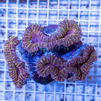 Lobed Brain Coral Indonesia (click for more detail)