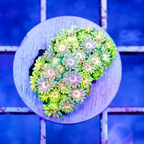 USA Cultured Goniopora Coral (click for more detail)