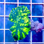 Rhodactis Mushroom Coral Indonesia (click for more detail)