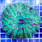 Meat Coral Australia (click for more detail)
