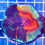 Scolymia Coral Australia (click for more detail)