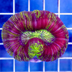 Open Brain Coral Indonesia (click for more detail)