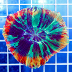 Open Brain Coral Indonesia (click for more detail)