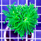 USA Cultured Torch Coral (click for more detail)