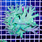 Sinularia Leather Coral Indonesia (click for more detail)