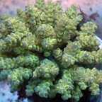Acropora Coral Fiji (click for more detail)