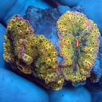 Ricordea Mushroom Coral (click for more detail)