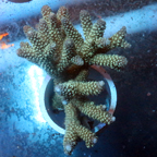 Acropora Coral Fiji (click for more detail)