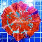 Meat Coral Australia (click for more detail)