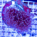 Frogspawn Coral Indonesia (click for more detail)