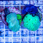 LiveAquaria® Two Pack Cultured Cabbage Leather Coral (click for more detail)